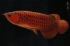 Fresh-Water-Aquariums-Arowana-Fish